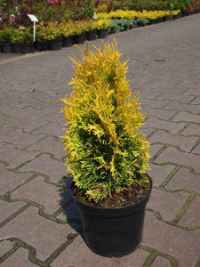 Bild von Thuja